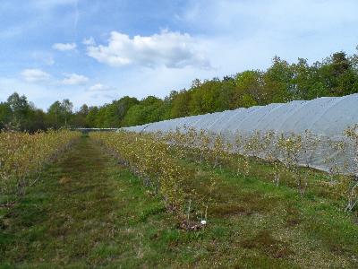 Les myrtilles au printemps